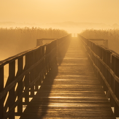 Federseesteg im Nebel